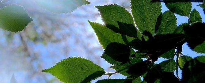 Leaves Background Image