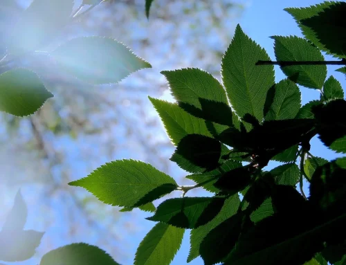 Broome County IDA Releases Broome Technology Park Draft Generic Environmental Impact Statement for Public Review